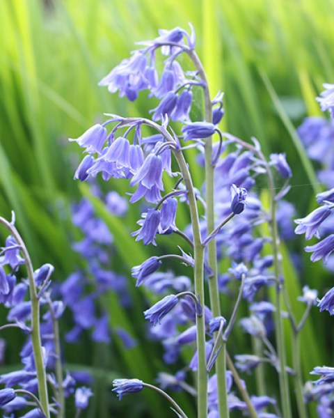 Hyacinthoides non-scripta.jpg